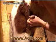 two latina womanes fucked with a horse
